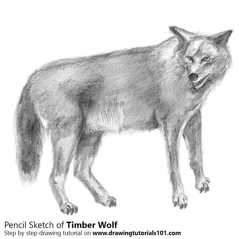Pencil Sketch of Timber Wolf - Pencil Drawing