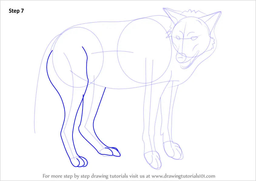 How to Draw a Timber Wolf (Wild Animals) Step by Step ...