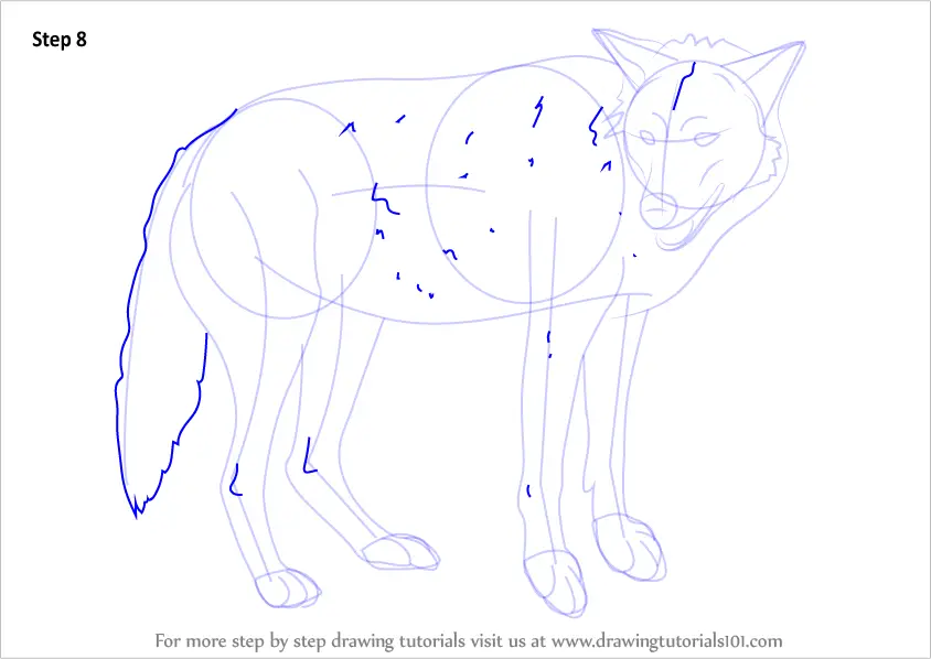 How to Draw a Timber Wolf (Wild Animals) Step by Step ...