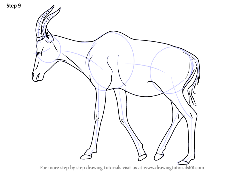 Learn How To Draw A Topi Wild Animals Step By Step Drawing Tutorials