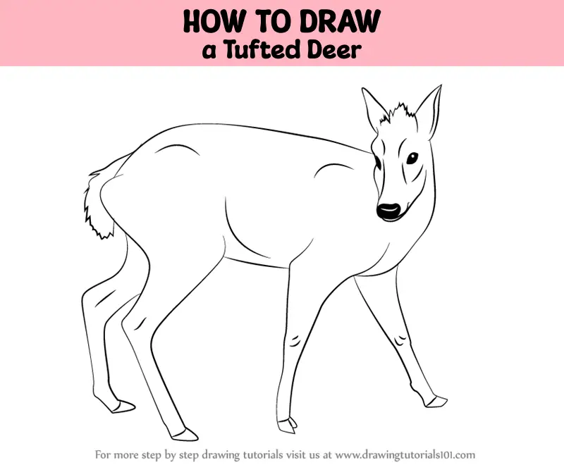 How to Draw a Tufted Deer (Wild Animals) Step by Step ...