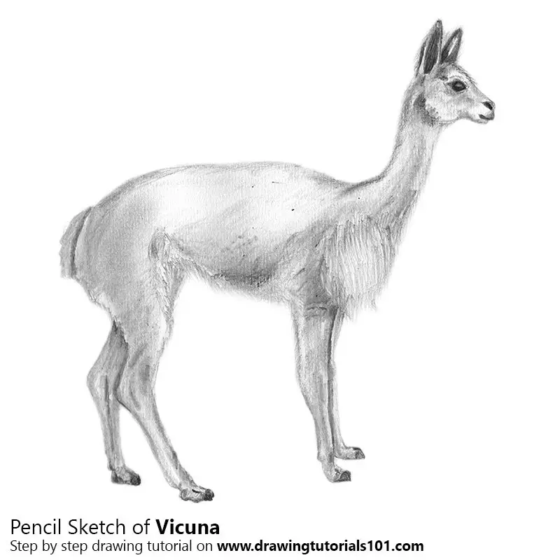 Vicuna Pencil Drawing - How to Sketch Vicuna using Pencils