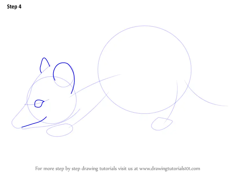 How to Draw a Virginia opossum (Wild Animals) Step by Step