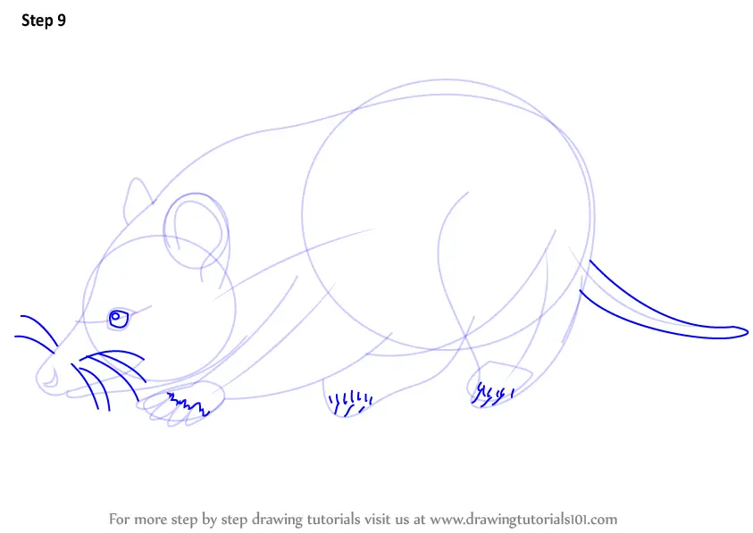 Learn How to Draw a Virginia opossum (Wild Animals) Step by Step
