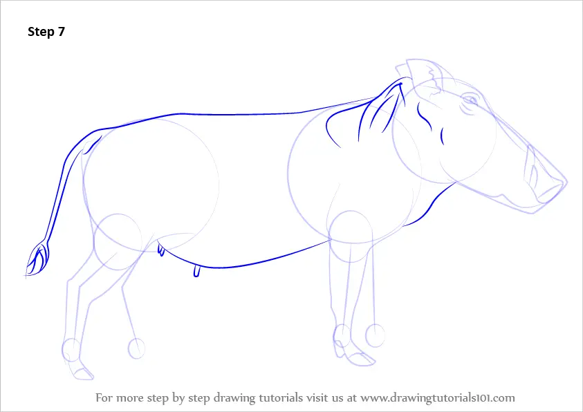 How to Draw a Warthog (Wild Animals) Step by Step