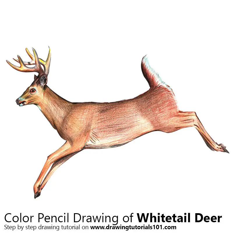 White Tailed Deer Colored Pencils Drawing White Tailed Deer With