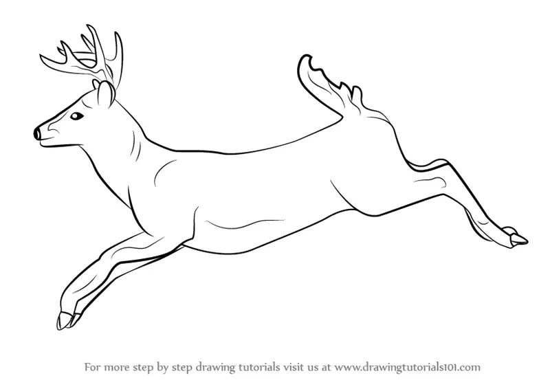 Learn How To Draw A White Tailed Deer Wild Animals Step By Step