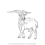 How to Draw a Wild Goat
