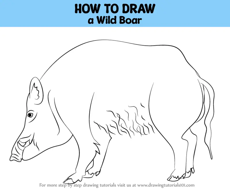 How to Draw a Wild Boar (Wild Animals) Step by Step