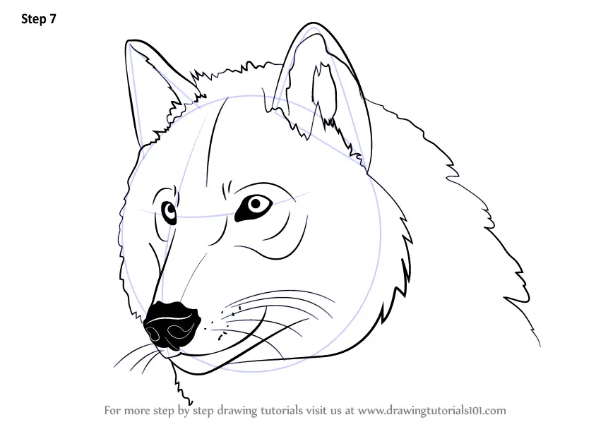 Wolf Head Drawing Images  Browse 55930 Stock Photos Vectors and Video   Adobe Stock
