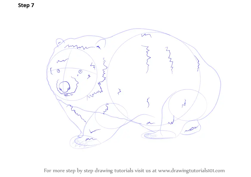 Step by Step How to Draw a Wombat : DrawingTutorials101.com