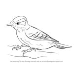 How to Draw a Downy Woodpecker