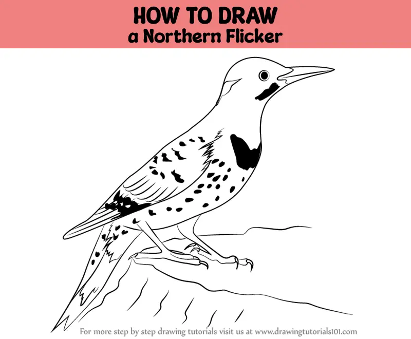 How to Draw a Northern Flicker (Woodpeckers) Step by Step ...