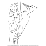How to Draw a Pileated Woodpecker