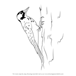 How to Draw a Red-Cockaded Woodpecker
