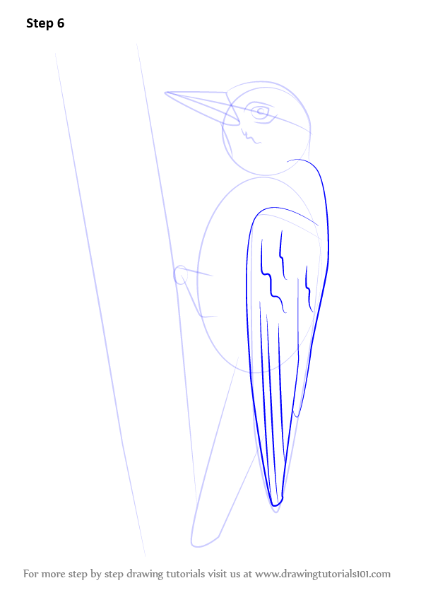 How to Draw a Yellow-Bellied Sapsucker (Woodpeckers) Step by Step ...