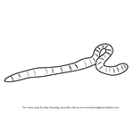 How to Draw an Earthworm