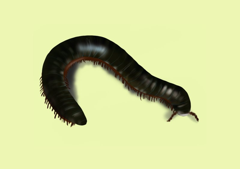 Learn How to Draw a Millipede (Worms) Step by Step Drawing Tutorials