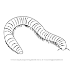How to Draw a Millipede