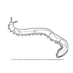 How to Draw a Velvet Worm