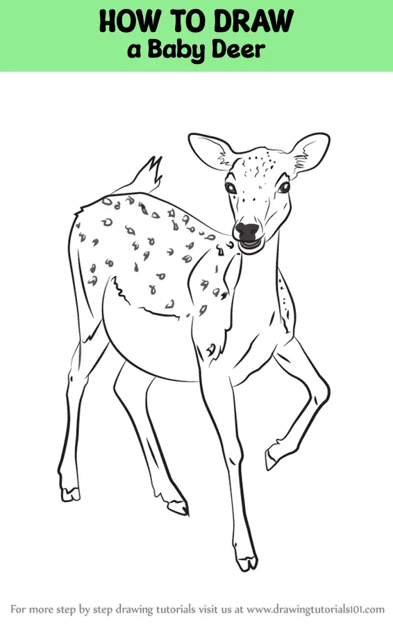 How To Draw A Baby Deer, Baby Deer, Step by Step, Drawing Guide, by Dawn -  DragoArt