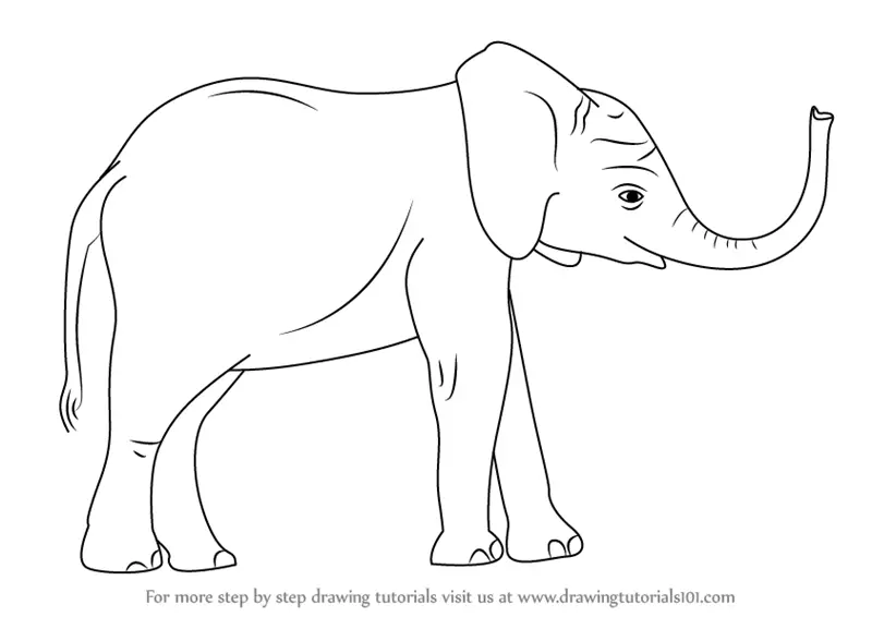 elephant drawing image