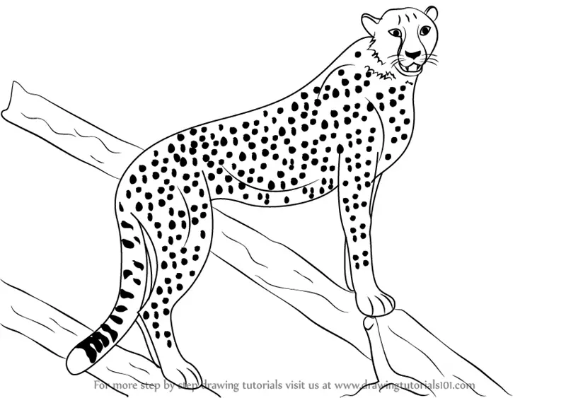 how to draw a cheetah step by step for kids