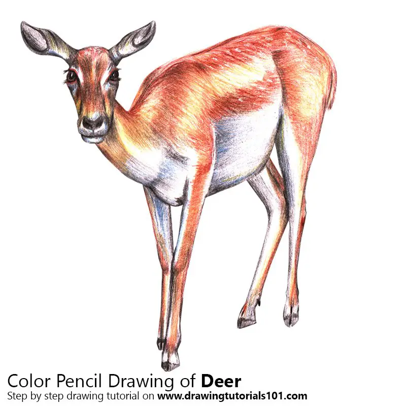 Deer Colored Pencils Drawing Deer With Color Pencils