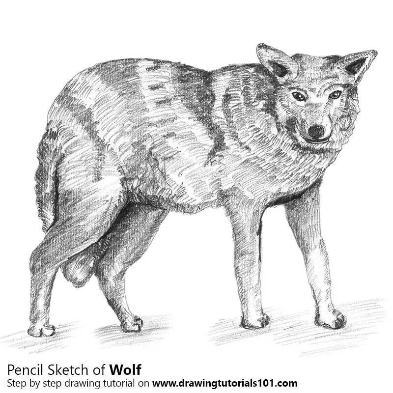 Wolf Pencil Sketch Drawing