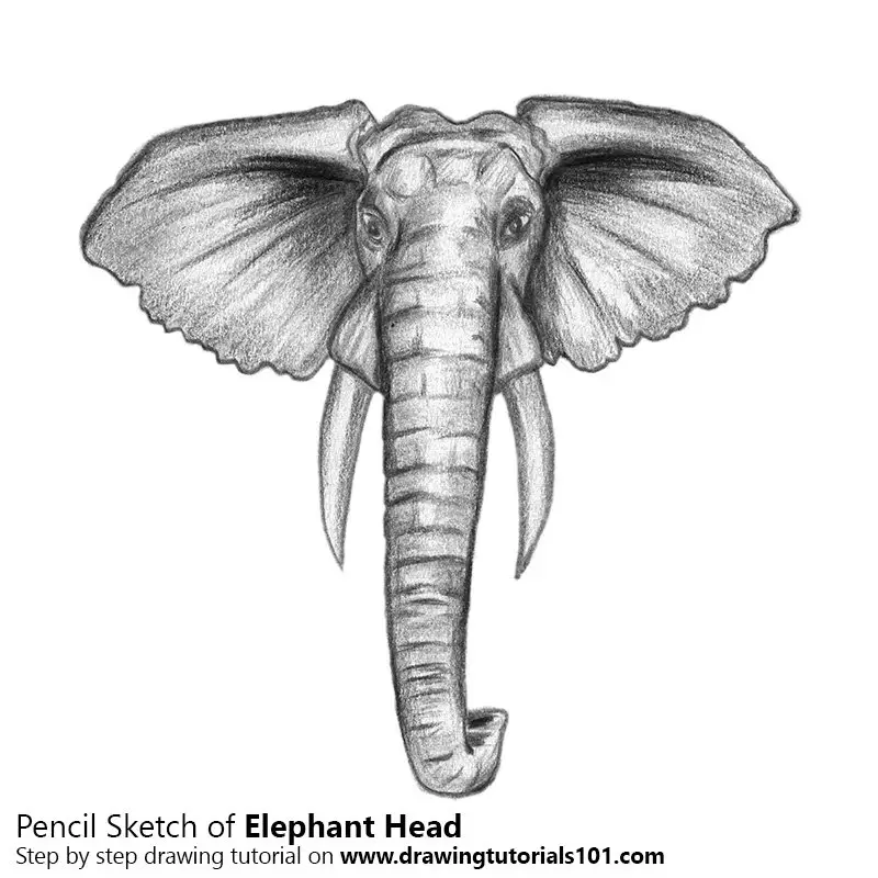 Elephant Head Color Pencil Drawing