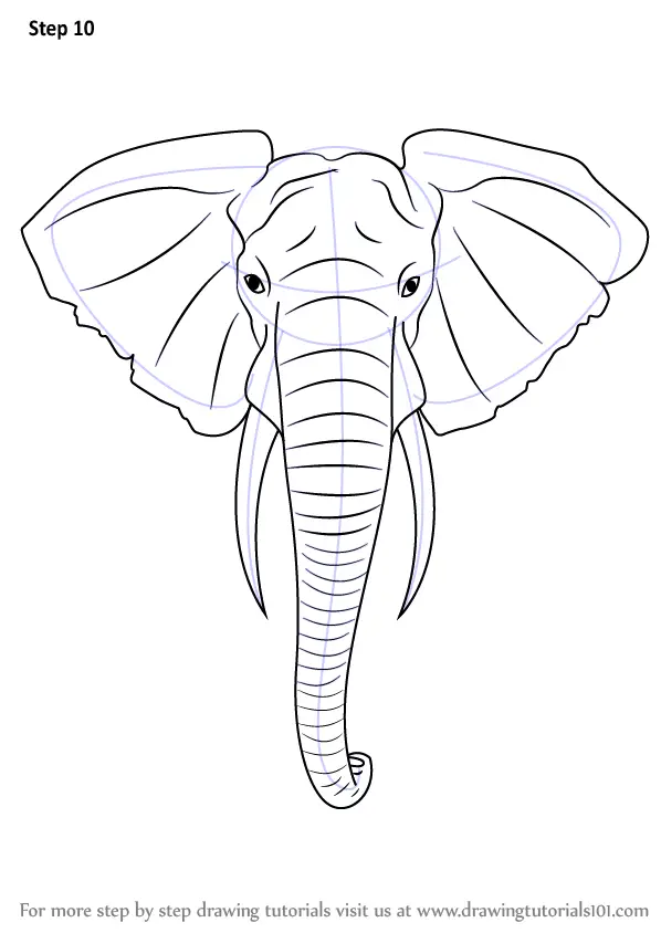 Learn How to Draw an Elephant Head (Zoo Animals) Step by Step : Drawing