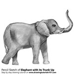 How to Draw an Elephant with its Trunk Up