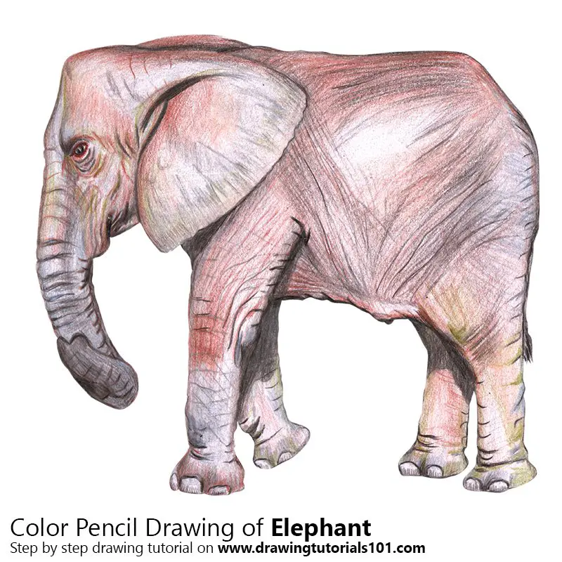 Elephant Colored Pencils - Drawing Elephant with Color