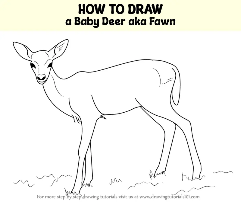 mule deer drawing easy - Clip Art Library