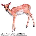 How to Draw a Baby Deer aka Fawn