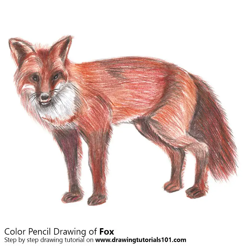 Fox Color Pencil Drawing