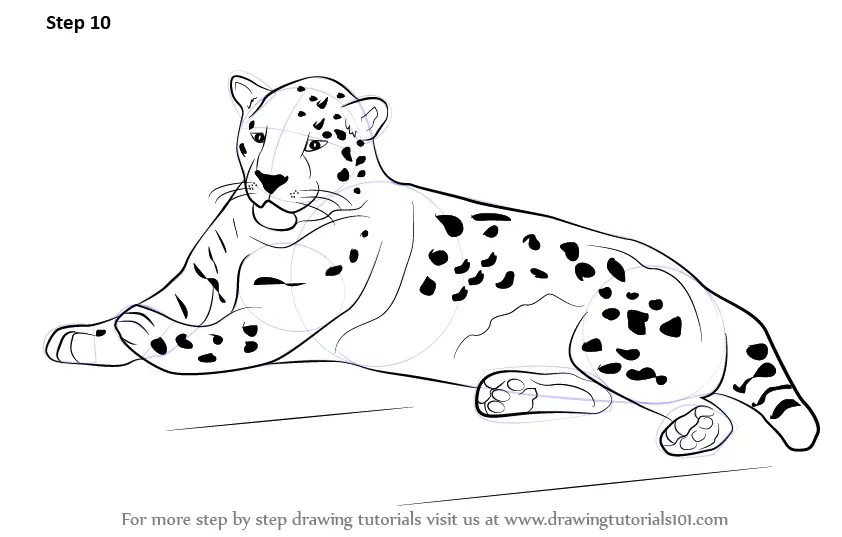 Learn How to Draw a Jaguar (Zoo Animals) Step by Step : Drawing Tutorials