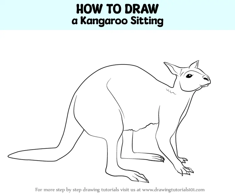 How to Draw a Kangaroo Sitting (Zoo Animals) Step by Step ...