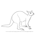 How to Draw a Kangaroo Sitting