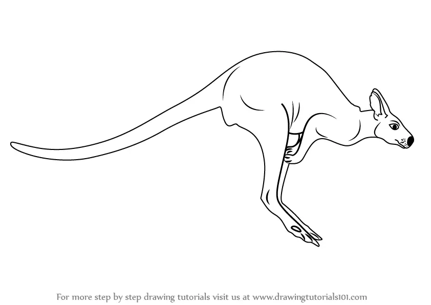 How to Draw a Kangaroo (Zoo Animals) Step by Step