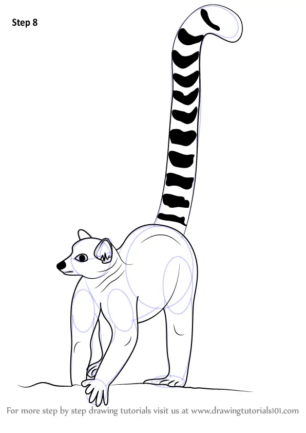 How to Draw a Lemur (Zoo Animals) Step by Step