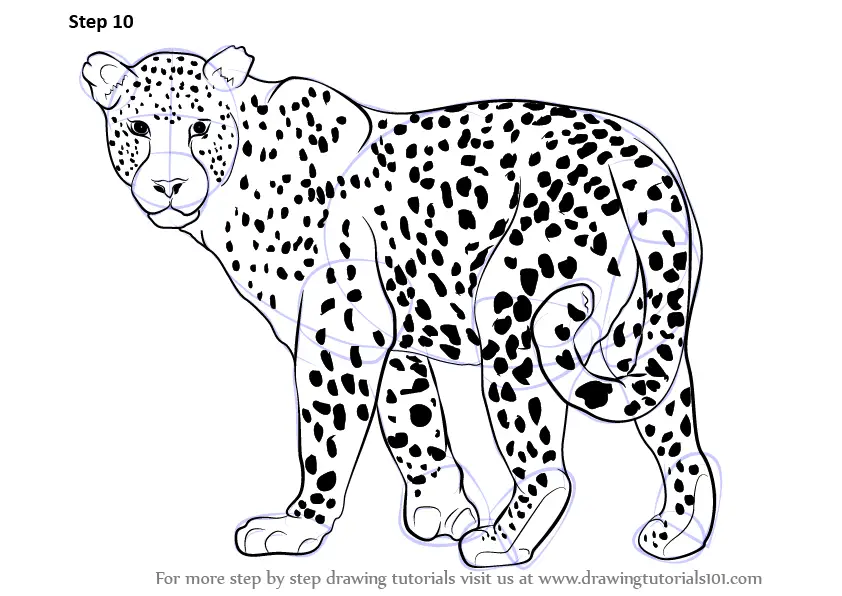 How to Draw a Snow Leopard