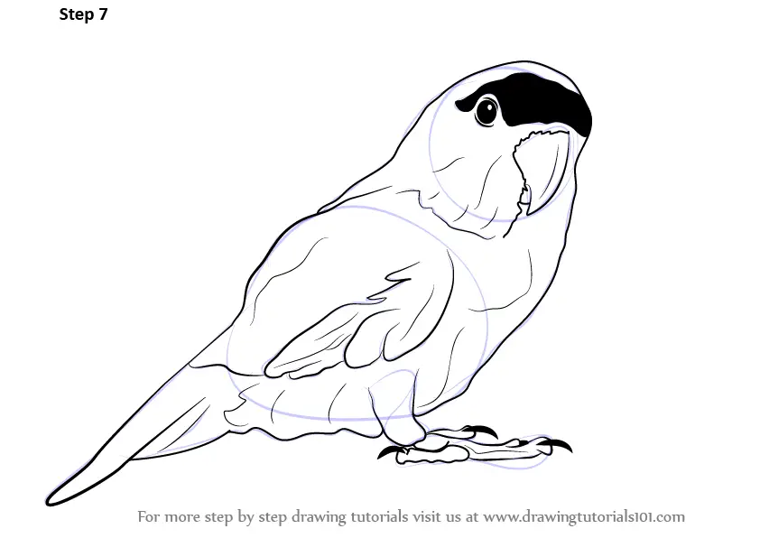 Parrot  Drawing Skill