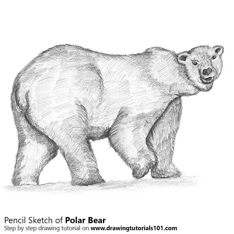 Polar Bear Pencil Drawing How to Sketch Polar Bear using Pencils