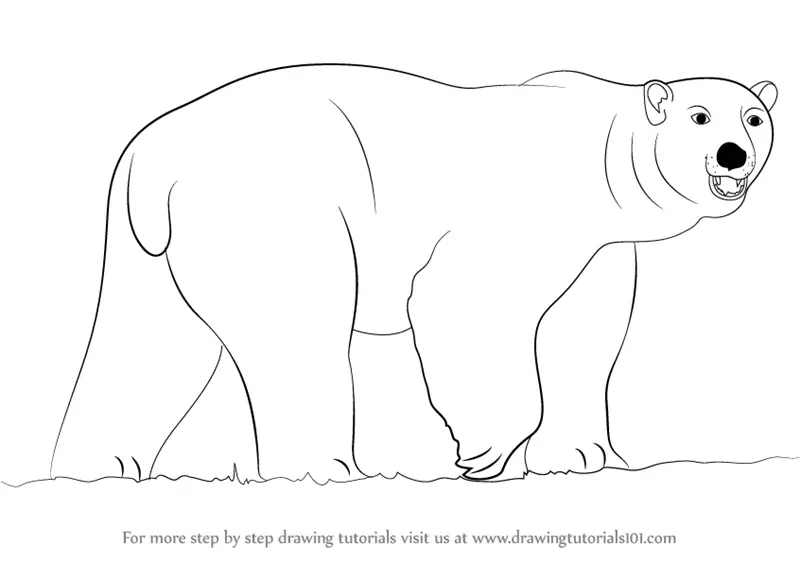 Learn How to Draw a Polar Bear (Zoo Animals) Step by Step Drawing