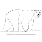 How to Draw a Polar Bear