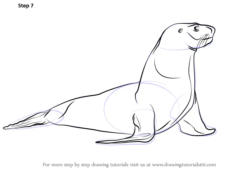 How To Draw a Sea Lion  Kid Scoop