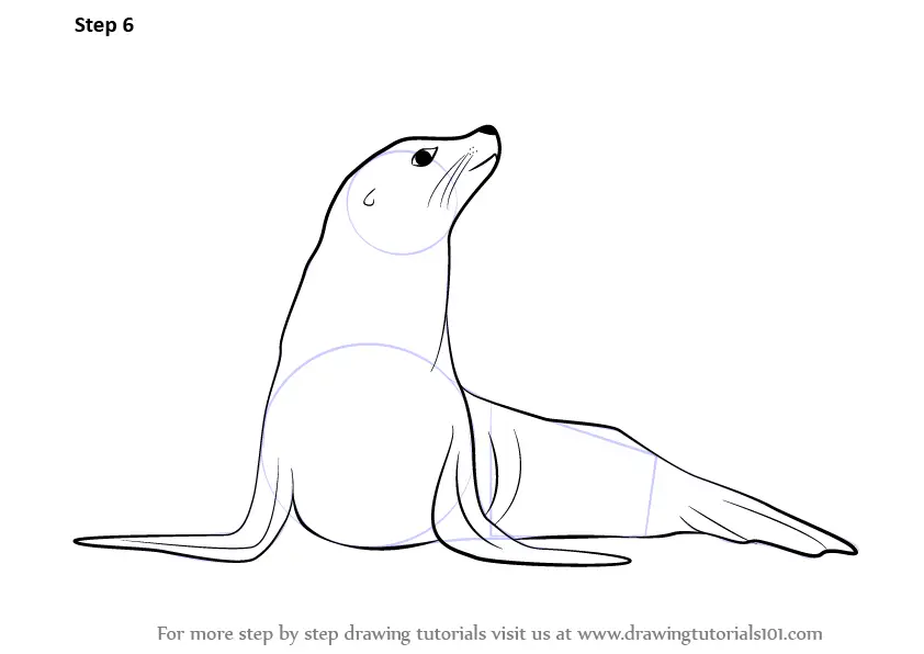 Learn How to Draw a Seal (Zoo Animals) Step by Step Drawing Tutorials