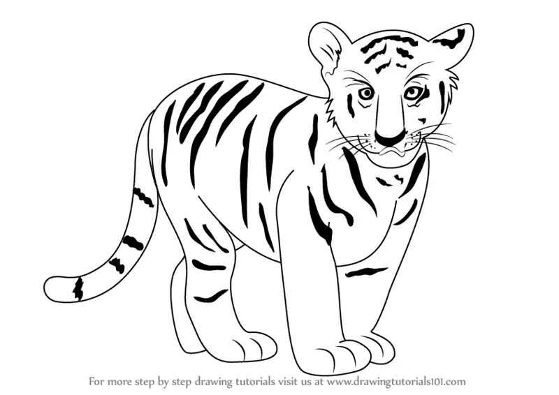 Learn How to Draw a Tiger (Zoo Animals) Step by Step : Drawing Tutorials