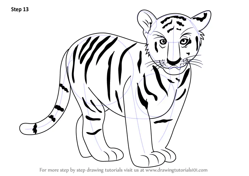Learn How to Draw Tiger Cub (Zoo Animals) Step by Step : Drawing Tutorials